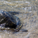 Illustration for article titled Nearly 200 Dead Sea Turtles Have Washed Ashore Along Cape Cod in the Last Week